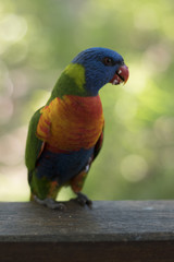 rainbow lorikeet