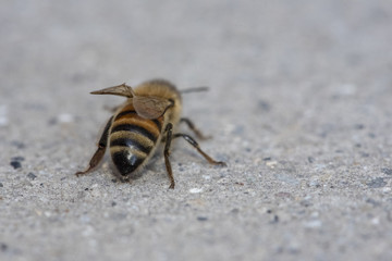 Bumble Bee stinger