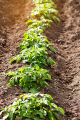 Potato plants in field