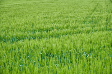 Feld Ackerland Gerste