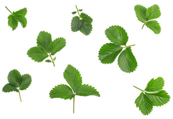 green leaves of strawberries isolated on white