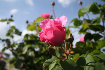 rose 