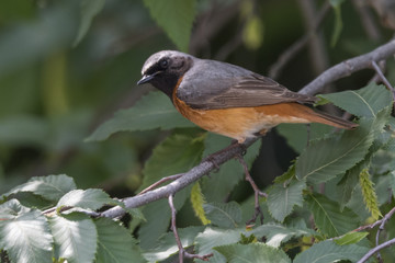redstart phoenicurus bird on tree