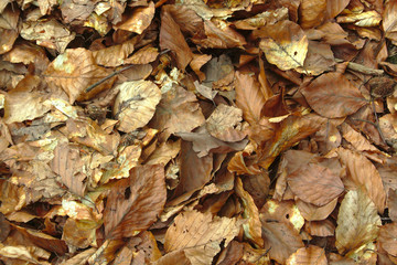 dry leaves in the forest