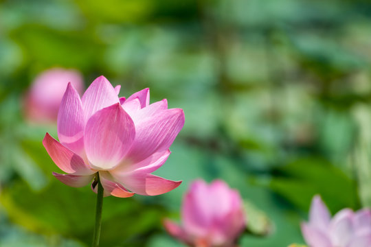 Fototapeta Pink lotus flower in pond