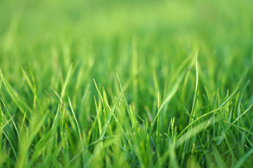 Green grass background.