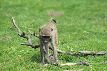 baboon