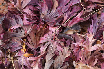 texture foglie secche viola rosse 