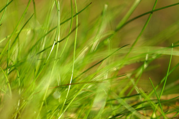 Forest young green grass background.