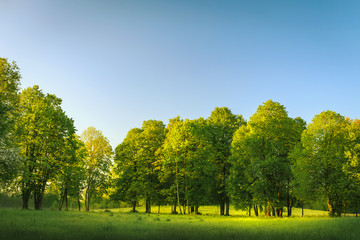 Summer landscape of nature background. Green trees in row on morning meadow in the summer morning with clear blue sky. Summer colours of nature. Green grass on field.