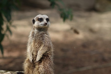 meerkat