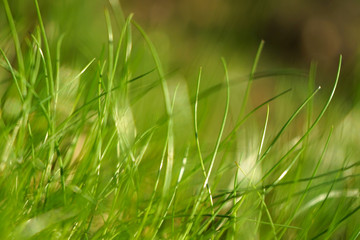 Forest young green grass background.