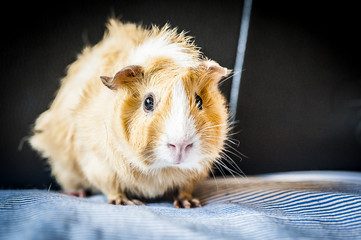 Cochon d'Inde roux
