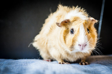 Cochon d'Inde couleur caramel