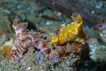 Nudibranch couple
