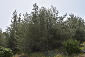 Obraz na płótnie Canvas Close-growing pines on the slope of Mount Carmel. Israel.