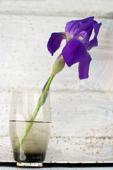  flower of violet iris in a glass vase