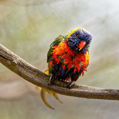 Loriquet arc-en-ciel