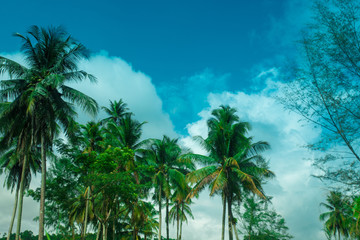 Obraz na płótnie Canvas palm trees in the blue sunny sky 