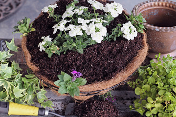 Freshly Made Hanging Flower Basket