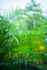 Fototapeta na wymiar Palm leaves after rain