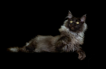 cat maine coon on a black background