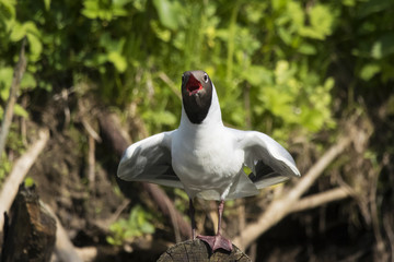 Black-headed gull sitting on stump and aping. Funny stupid cute waterbird. Bird in wildlife.