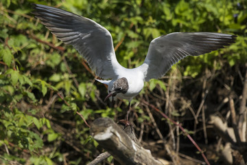 Black-headed gull sitting on stump and aping. Funny stupid cute waterbird. Bird in wildlife.