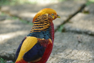Colorful bird in a park