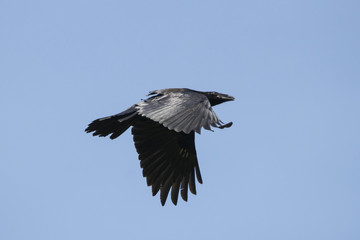 Obraz premium Raven flying in sky. Large black crow. Bird in wildlife.