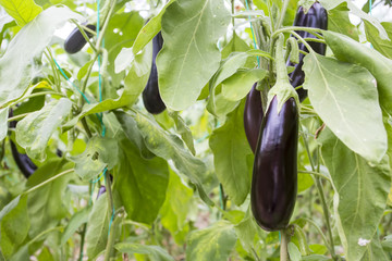 Eggplant field, greenhouse