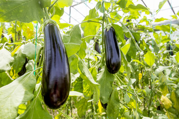 Eggplant field greenhouse (Turkey Antalya)