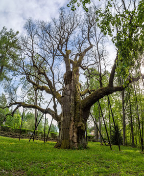 Bartek oak tree, Zagnańsk, Kielce, świętokrzyskie