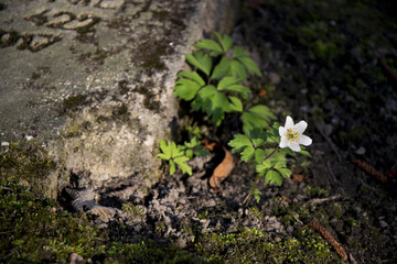 white flower near old grave on military cemetery