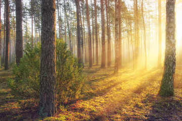 Summer forest landscape with bright warm sunlight through trees. Yellow colours in majestic beautiful forest in sunny morning. Sun rays in forest nature. Scenic woodland glowing sunbeams.