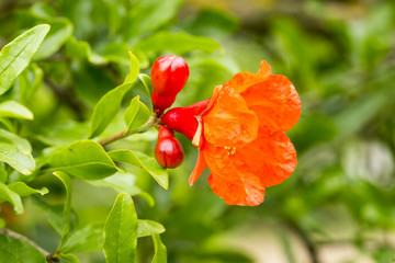 Pomagranate tree flower