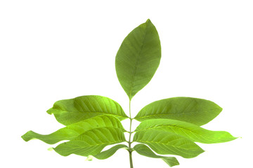 Obraz premium tree leaves isolated on white background