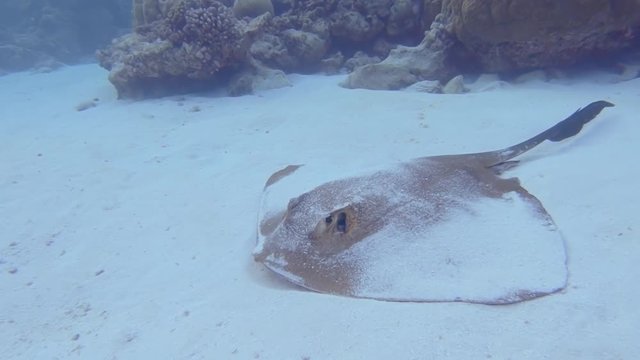 Traveling Underwater Shot Of A Resting Cowtail Stingray, Pastinachus Sephen, On A Sandy Sea Floor In The Maldives