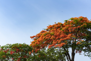 The Flame Tree with orange flowers 01