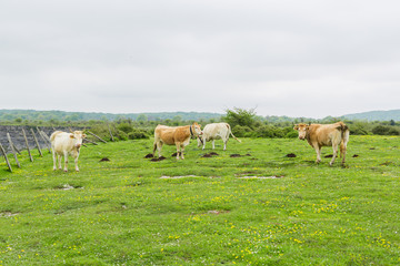 Cows grazing and enjoying spring in the Salto del Nervion