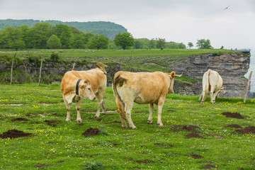 Cows grazing and enjoying spring in the Salto del Nervion