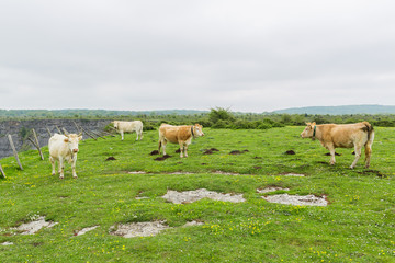 Fototapeta na wymiar Cows grazing and enjoying spring in the Salto del Nervion