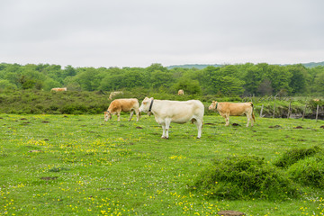 Obraz premium Cows grazing and enjoying spring in the Salto del Nervion