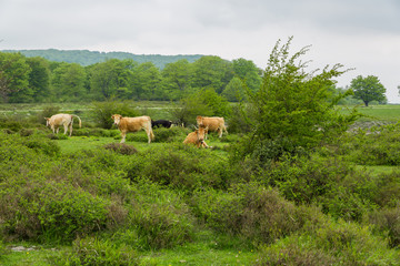 Cows grazing and enjoying spring in the Salto del Nervion