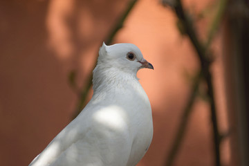 Beautiful view of two white pigeons on perch with yellow flowering background, imperial pigeon, ducula