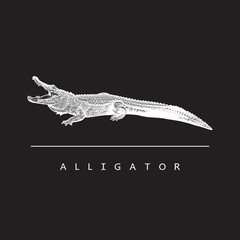 Fototapeta premium American alligator (Alligator mississippiensis) - vector image. White illustration in engraving style of crocodilian reptile isolated on black background, design element for logo or template.