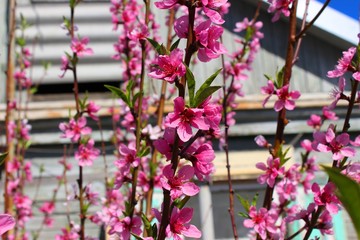 Flowering peach tree. V 2 House on a background