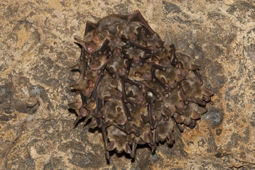 Groups of sleeping bats in cave, Myotis myotis