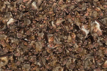 Groups of sleeping bats in cave, Myotis myotis