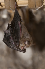 Lesser Horseshoe Bat with its young (Rhinolophus hipposideros), hanging, sleeping inside an old house.Spain
